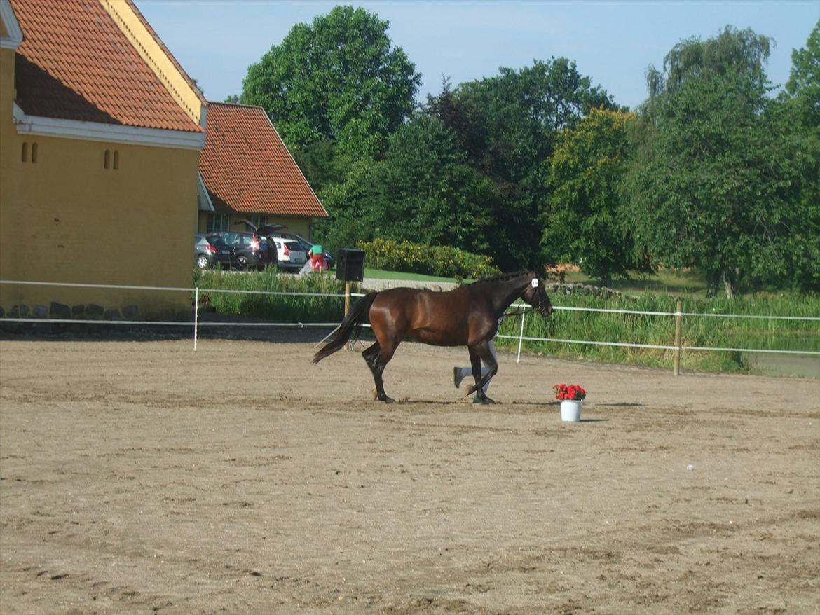 Brahetrolleborg hesteskue 2011 - 19: Petruska, 4 år, oldenborg hoppe billede 17