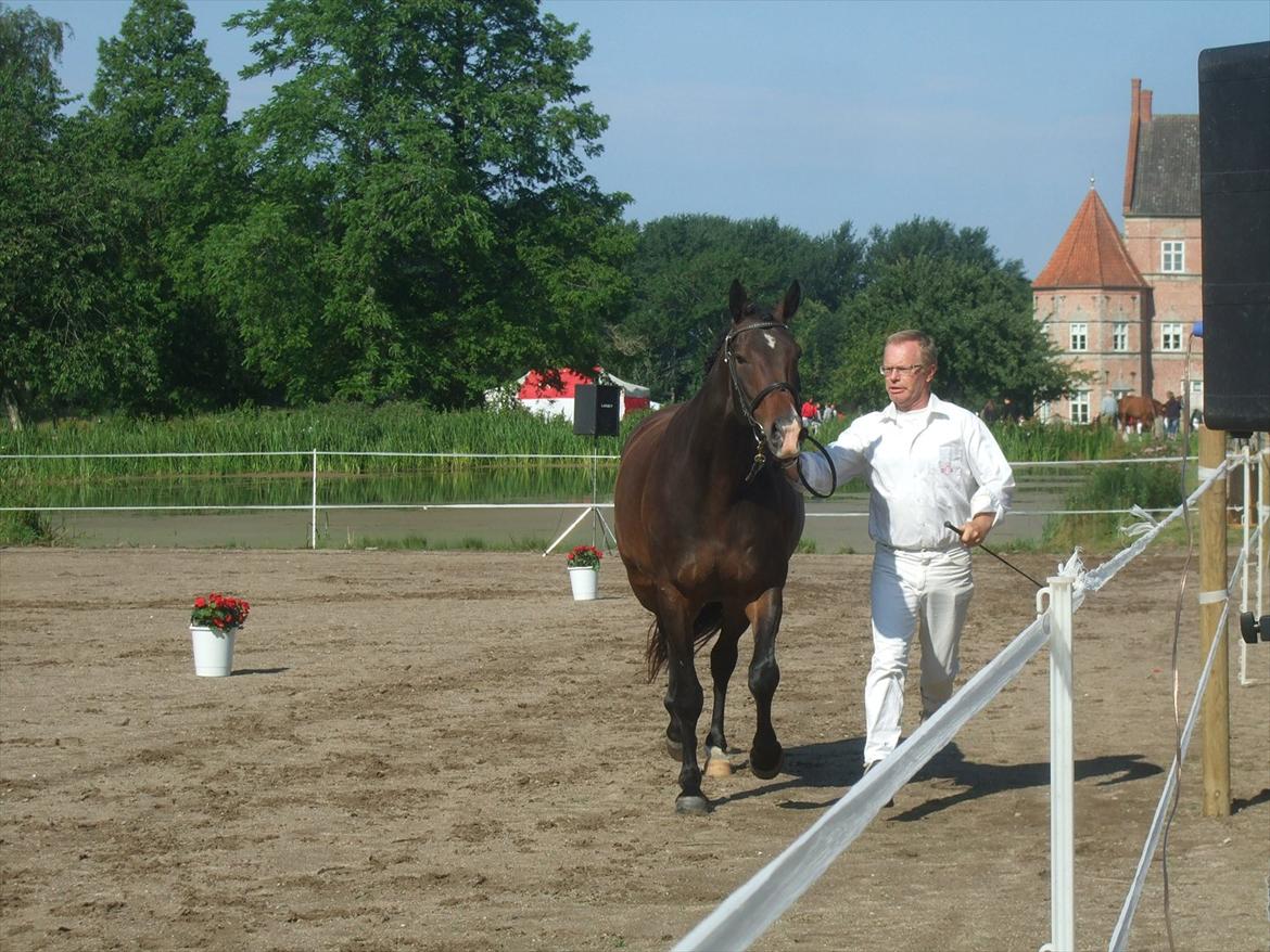 Brahetrolleborg hesteskue 2011 - 19: Petruska, 4 år, oldenborg hoppe billede 18