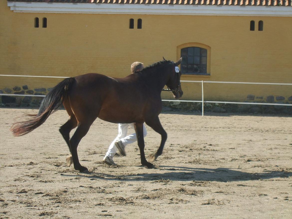 Brahetrolleborg hesteskue 2011 - 19: Petruska, 4 år, oldenborg hoppe billede 19