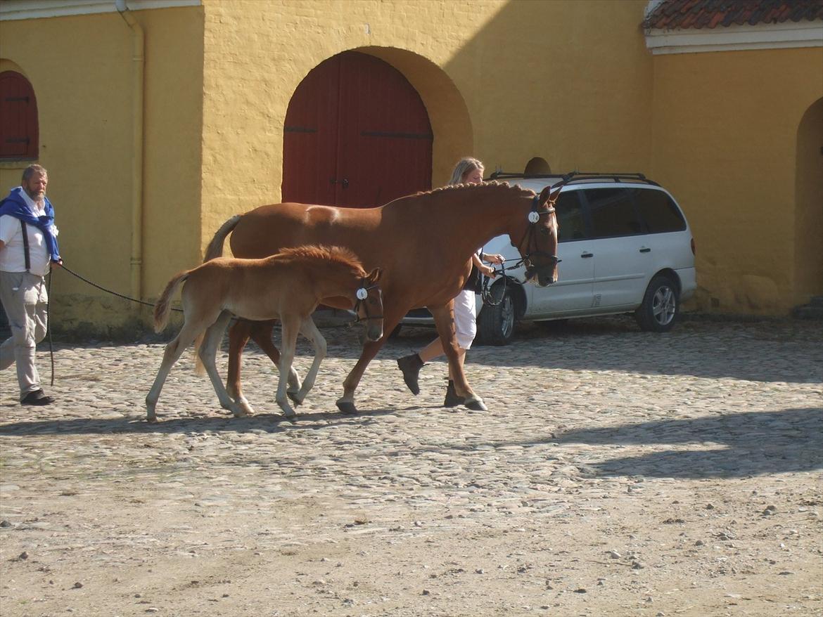 Brahetrolleborg hesteskue 2011 - 6: Engkildegårds Filuca, frederiksborg hoppeføl

14: Engkildegårds Felia, 12 år, frederiksborg hoppe billede 20