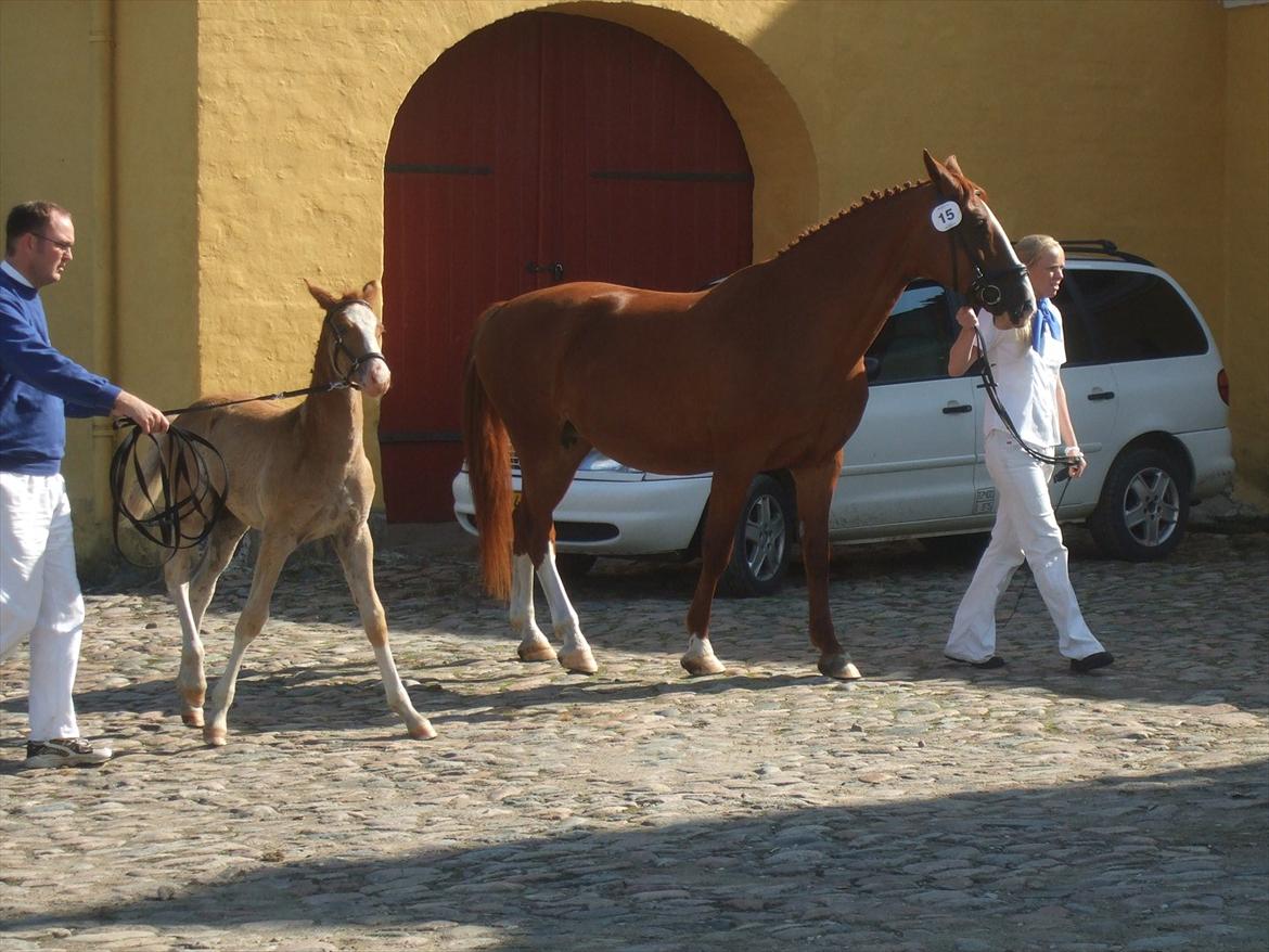 Brahetrolleborg hesteskue 2011 - 5: Slot's Kaizer, frederiksborg hingsteføl

15: Raschs Athena, 12 år, frederiksborg hoppe billede 21