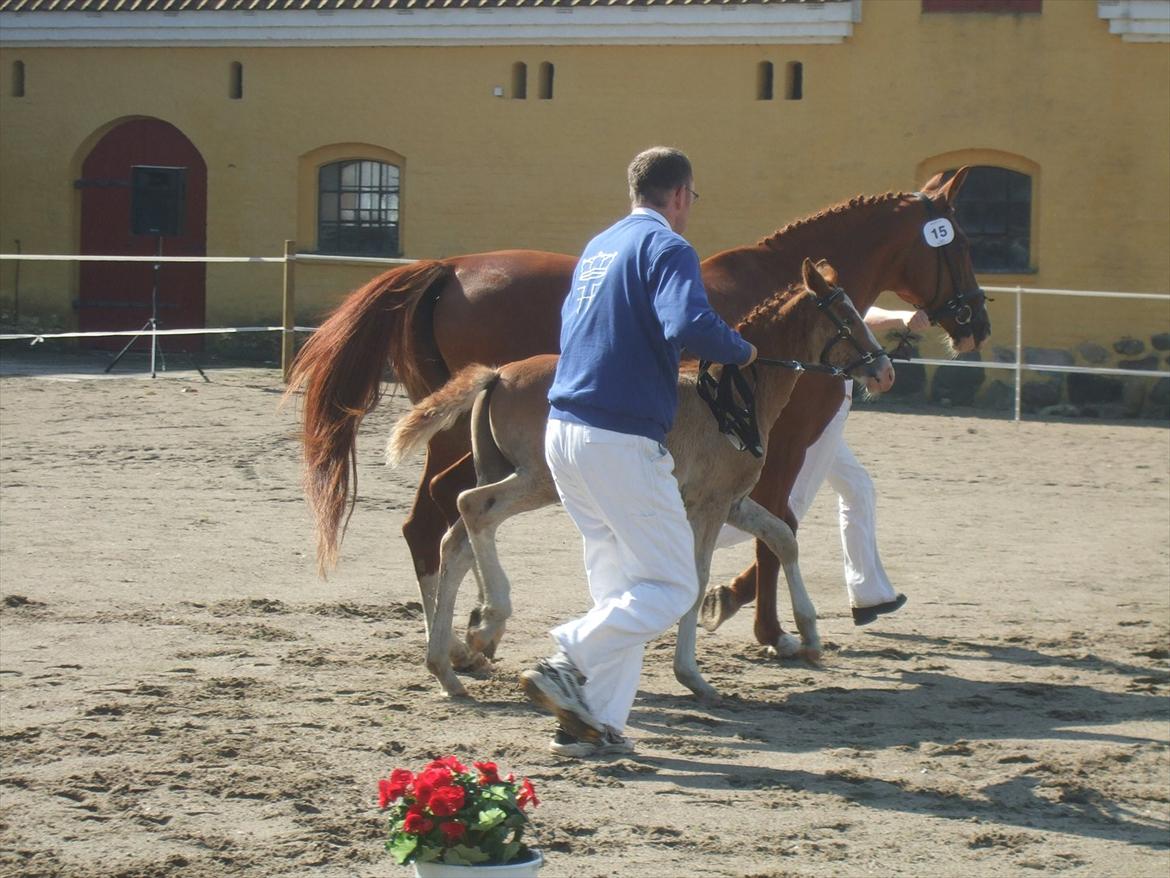 Brahetrolleborg hesteskue 2011 - 5: Slot's Kaizer, frederiksborg hingsteføl

15: Raschs Athena, 12 år, frederiksborg hoppe  billede 22