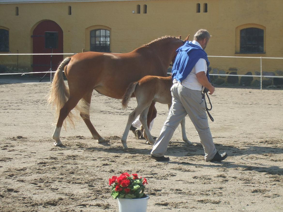 Brahetrolleborg hesteskue 2011 - 6: Engkildegårds Filuca, frederiksborg hoppeføl

14: Engkildegårds Felia, 12 år, frederiksborg hoppe billede 23