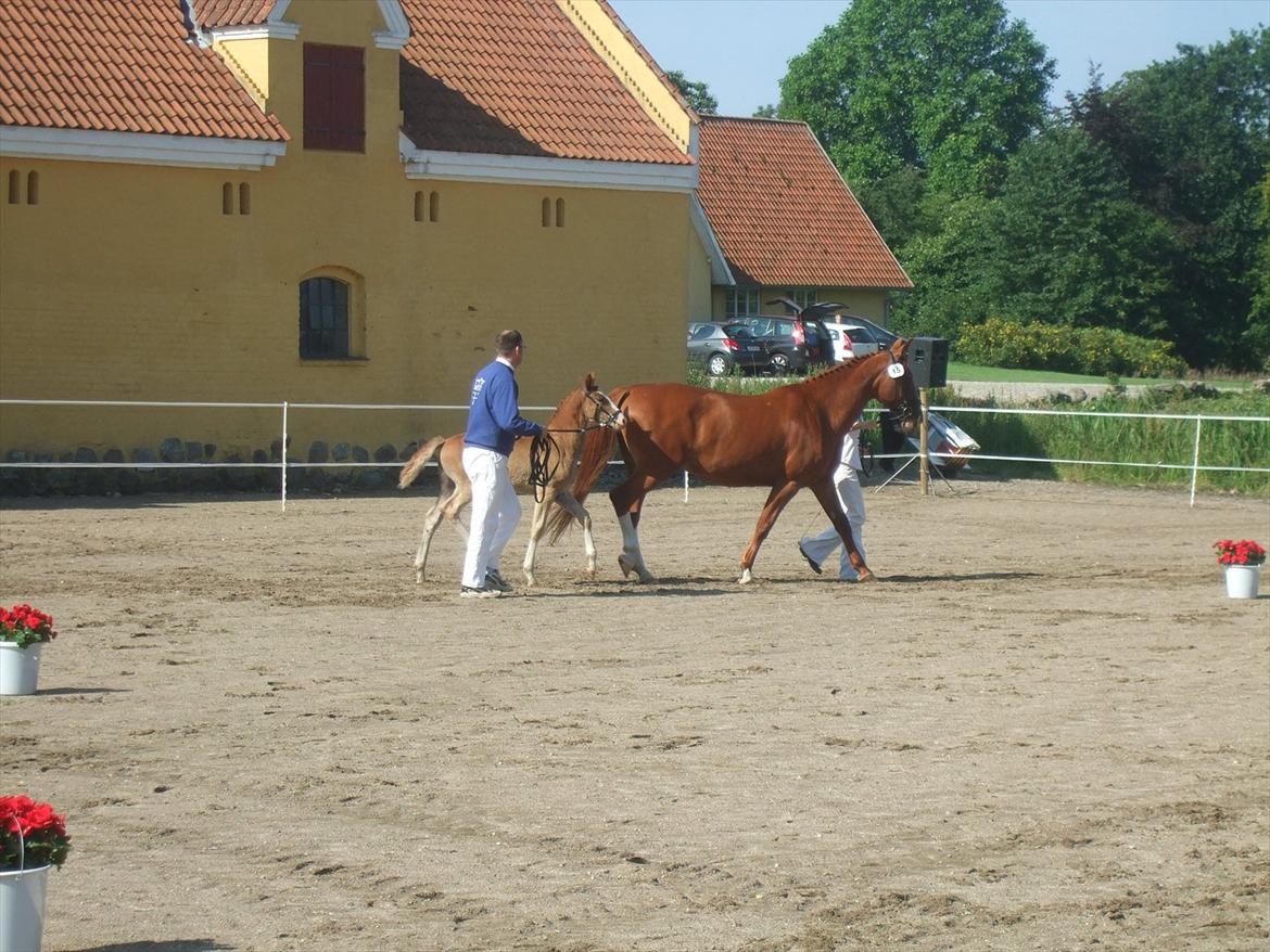 Brahetrolleborg hesteskue 2011 - 5: Slot's Kaizer, frederiksborg hingsteføl

15: Raschs Athena, 12 år, frederiksborg hoppe  billede 24