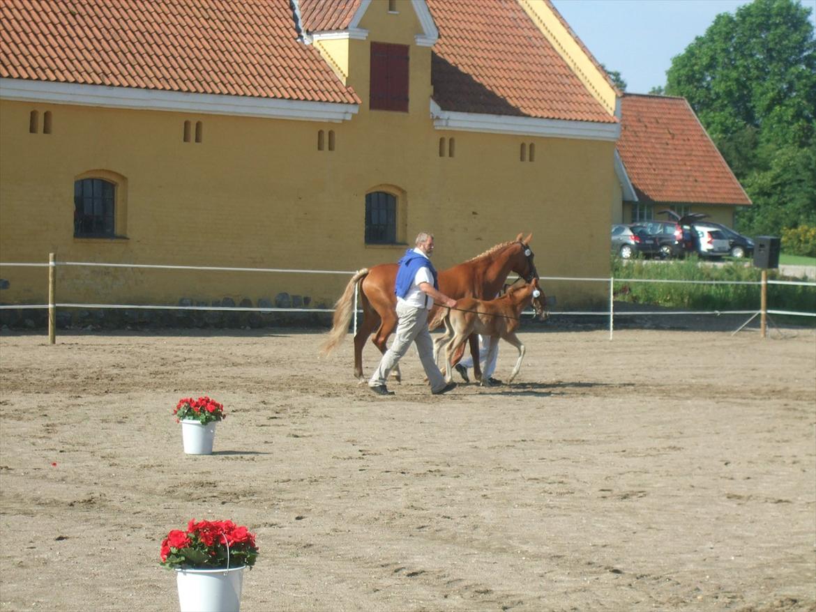 Brahetrolleborg hesteskue 2011 - 6: Engkildegårds Filuca, frederiksborg hoppeføl

14: Engkildegårds Felia, 12 år, frederiksborg hoppe billede 25