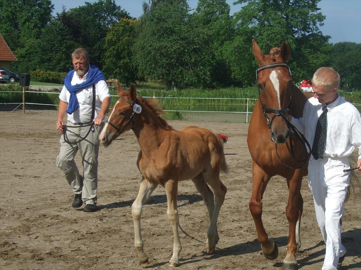 Brahetrolleborg hesteskue 2011 - 6: Engkildegårds Filuca, frederiksborg hoppeføl

14: Engkildegårds Felia, 12 år, frederiksborg hoppe billede 27