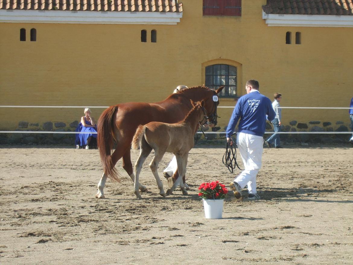 Brahetrolleborg hesteskue 2011 - 5: Slot's Kaizer, frederiksborg hingsteføl

15: Raschs Athena, 12 år, frederiksborg hoppe  billede 28