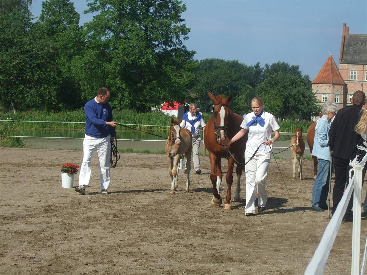 Brahetrolleborg hesteskue 2011 - 5: Slot's Kaizer, frederiksborg hingsteføl

15: Raschs Athena, 12 år, frederiksborg hoppe  billede 29