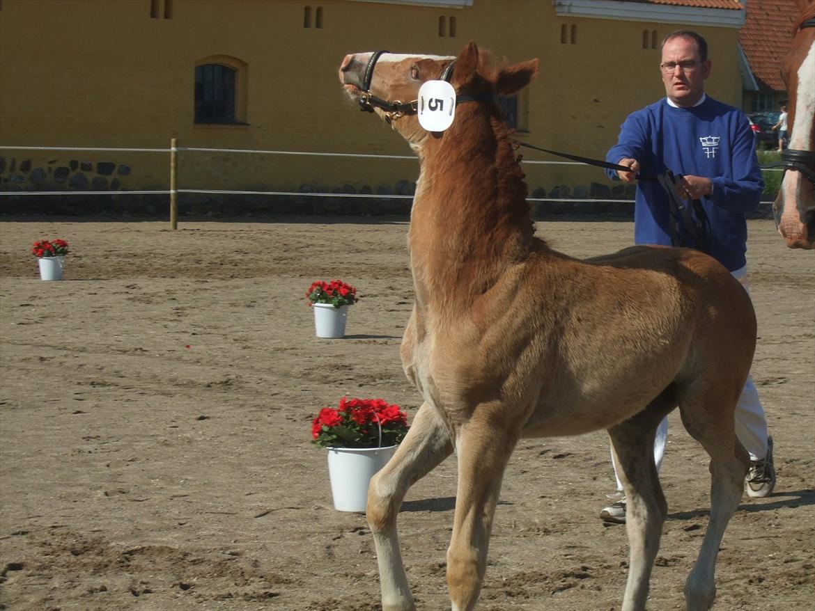 Brahetrolleborg hesteskue 2011 - 5: Slot's Kaizer, frederiksborg hingsteføl billede 30