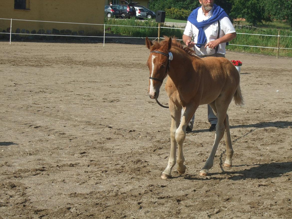 Brahetrolleborg hesteskue 2011 - 6: Engkildegårds Filuca, frederiksborg hoppeføl
 billede 31