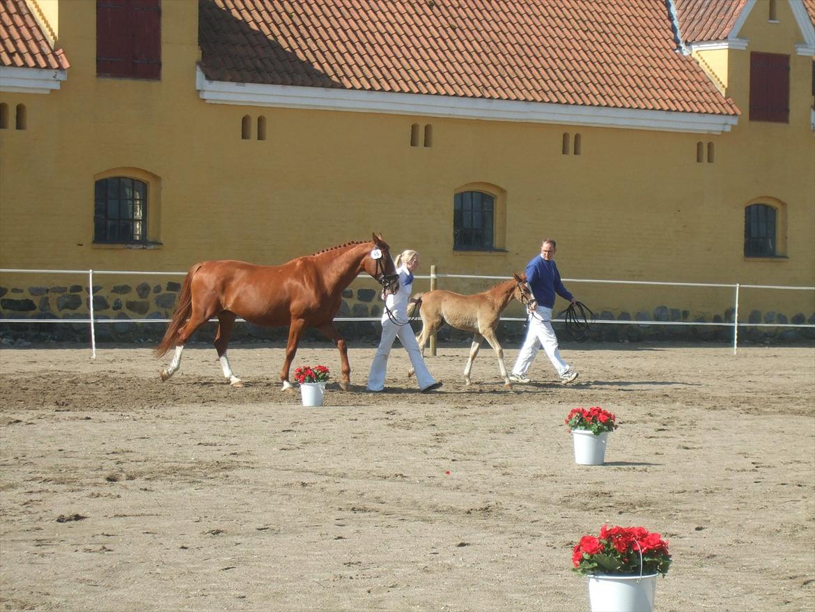 Brahetrolleborg hesteskue 2011 - 5: Slot's Kaizer, frederiksborg hingsteføl

15: Raschs Athena, 12 år, frederiksborg hoppe  billede 32