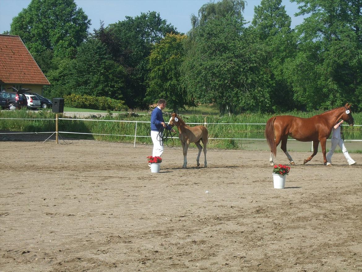 Brahetrolleborg hesteskue 2011 - 5: Slot's Kaizer, frederiksborg hingsteføl

15: Raschs Athena, 12 år, frederiksborg hoppe  billede 33
