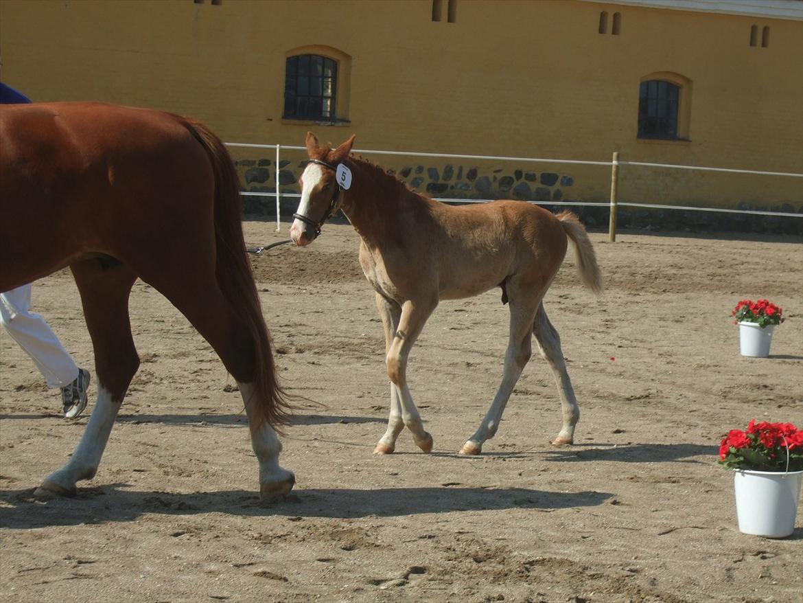 Brahetrolleborg hesteskue 2011 - 5: Slot's Kaizer, frederiksborg hingsteføl
 billede 34