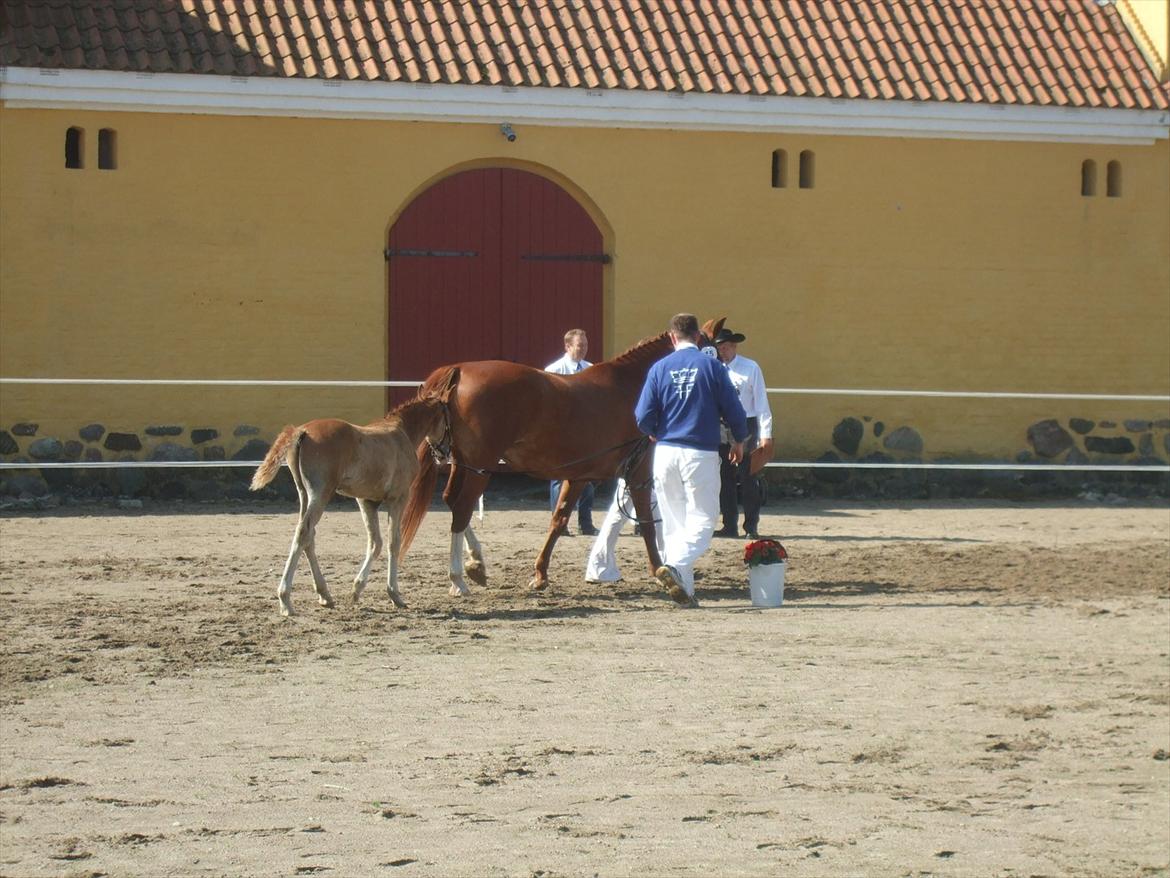 Brahetrolleborg hesteskue 2011 - 5: Slot's Kaizer, frederiksborg hingsteføl

15: Raschs Athena, 12 år, frederiksborg hoppe  billede 35