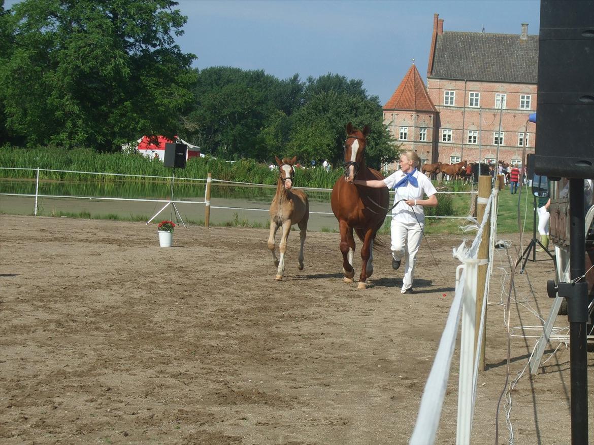 Brahetrolleborg hesteskue 2011 - 5: Slot's Kaizer, frederiksborg hingsteføl

15: Raschs Athena, 12 år, frederiksborg hoppe  billede 36