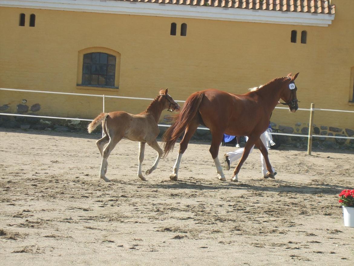 Brahetrolleborg hesteskue 2011 - 5: Slot's Kaizer, frederiksborg hingsteføl

15: Raschs Athena, 12 år, frederiksborg hoppe  billede 37