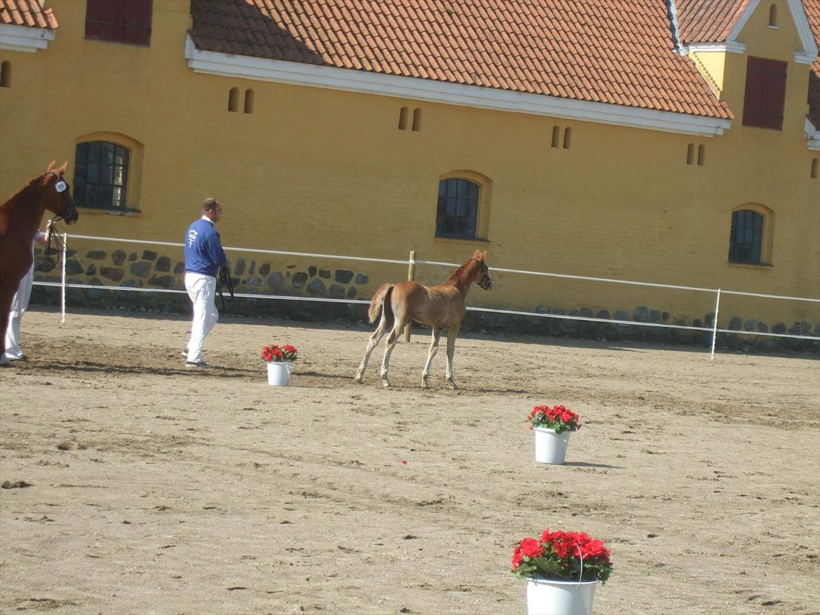 Brahetrolleborg hesteskue 2011 - 5: Slot's Kaizer, frederiksborg hingsteføl

15: Raschs Athena, 12 år, frederiksborg hoppe  billede 38