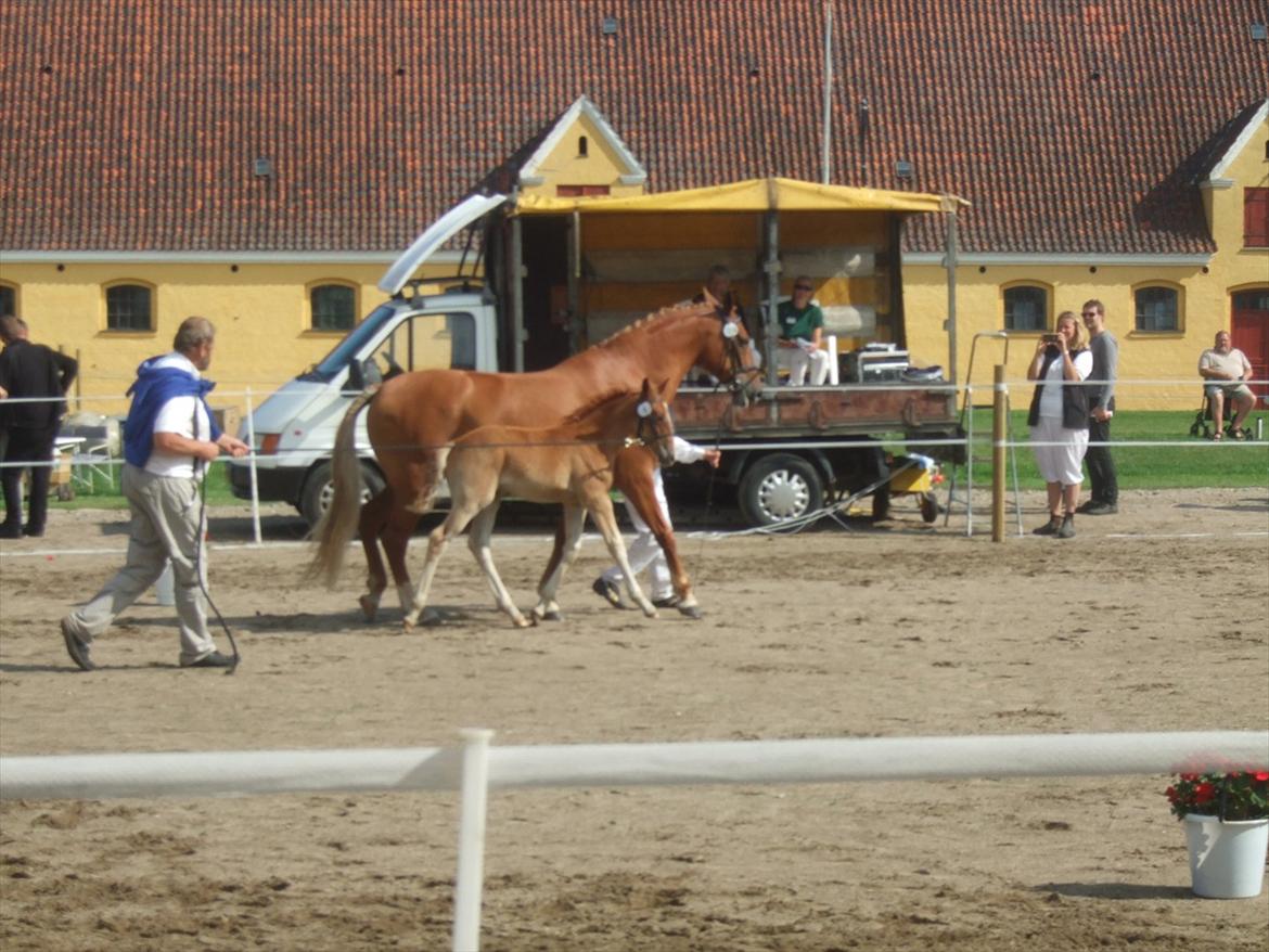 Brahetrolleborg hesteskue 2011 - 6: Engkildegårds Filuca, frederiksborg hoppeføl

14: Engkildegårds Felia, 12 år, frederiksborg hoppe billede 39