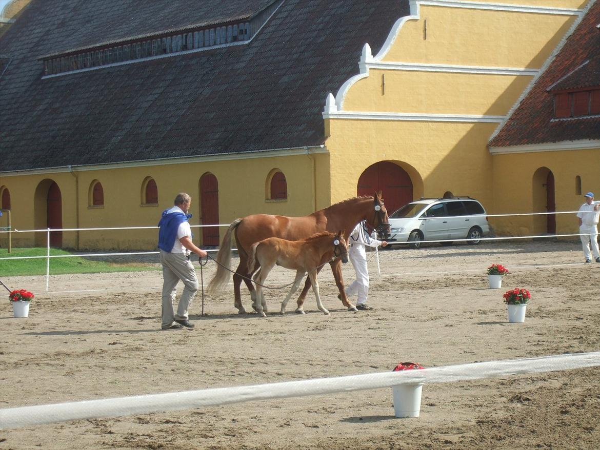 Brahetrolleborg hesteskue 2011 - 6: Engkildegårds Filuca, frederiksborg hoppeføl

14: Engkildegårds Felia, 12 år, frederiksborg hoppe billede 40