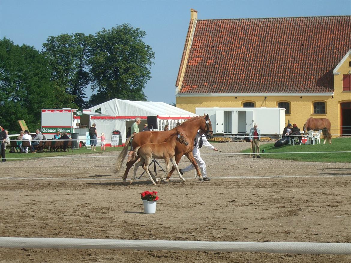 Brahetrolleborg hesteskue 2011 - 6: Engkildegårds Filuca, frederiksborg hoppeføl

14: Engkildegårds Felia, 12 år, frederiksborg hoppe billede 41