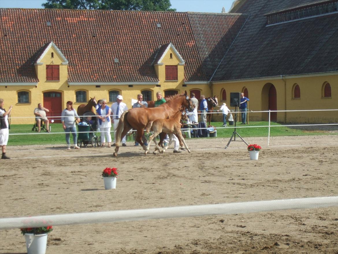 Brahetrolleborg hesteskue 2011 - 6: Engkildegårds Filuca, frederiksborg hoppeføl

14: Engkildegårds Felia, 12 år, frederiksborg hoppe billede 42