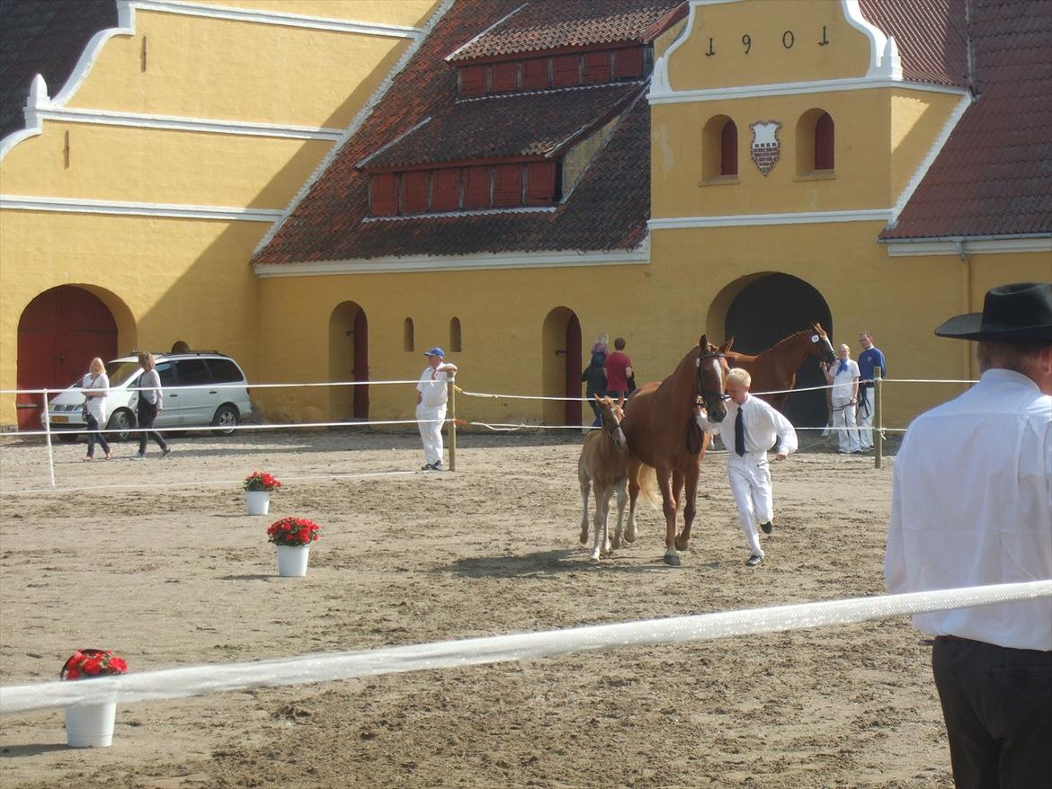 Brahetrolleborg hesteskue 2011 - 6: Engkildegårds Filuca, frederiksborg hoppeføl

14: Engkildegårds Felia, 12 år, frederiksborg hoppe billede 43
