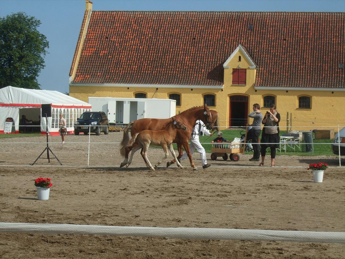 Brahetrolleborg hesteskue 2011 - 6: Engkildegårds Filuca, frederiksborg hoppeføl

14: Engkildegårds Felia, 12 år, frederiksborg hoppe billede 44