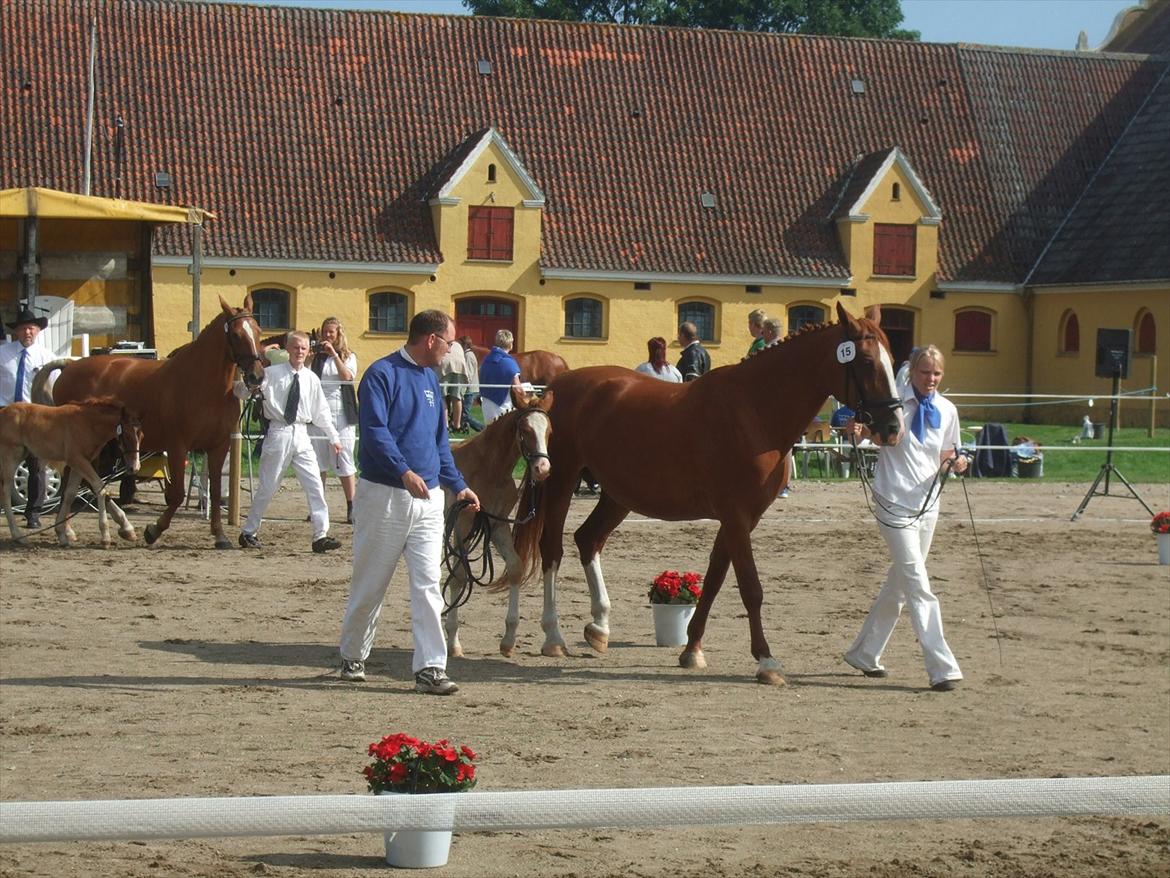 Brahetrolleborg hesteskue 2011 - Føl og følhopper billede 45