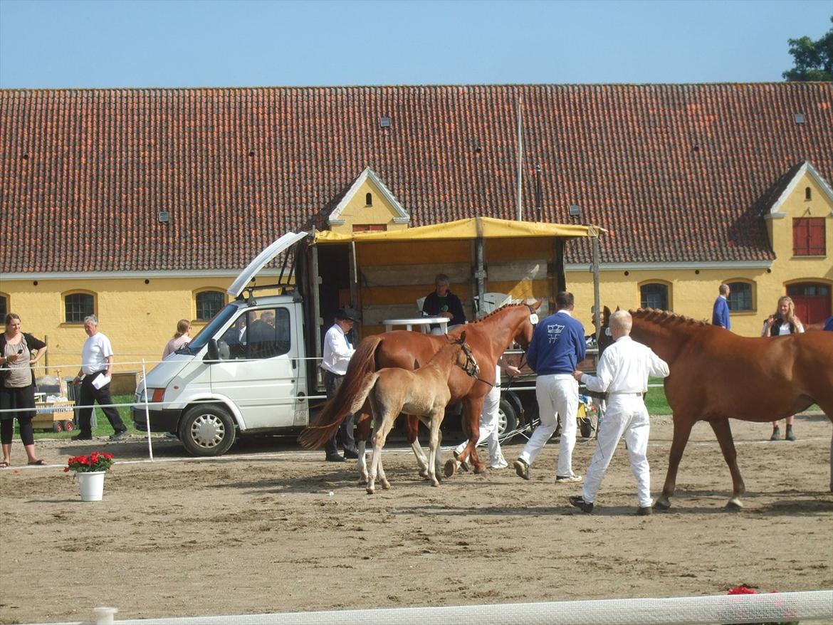 Brahetrolleborg hesteskue 2011 - Føl og følhopper billede 46