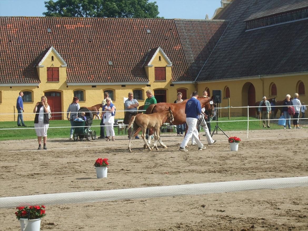 Brahetrolleborg hesteskue 2011 - 5 og 15 billede 47
