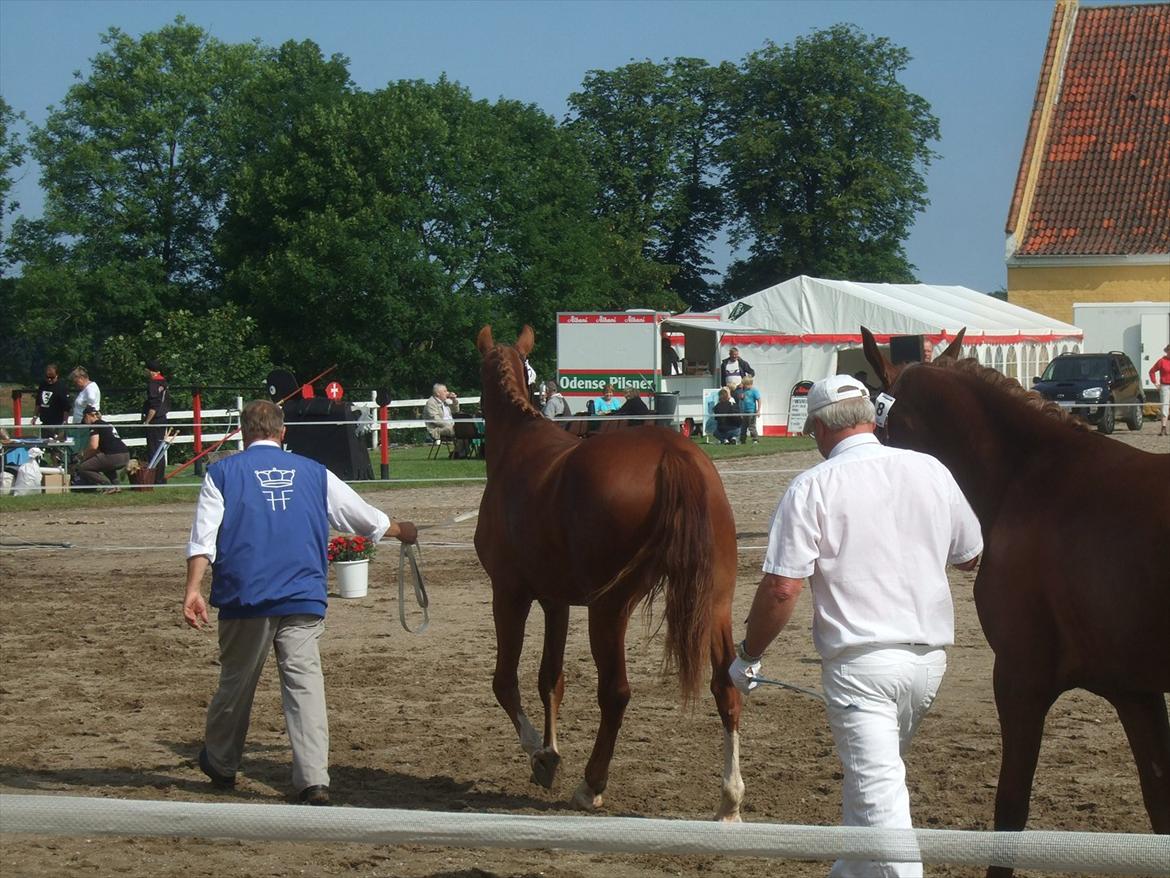Brahetrolleborg hesteskue 2011 - 2 års hopper billede 48
