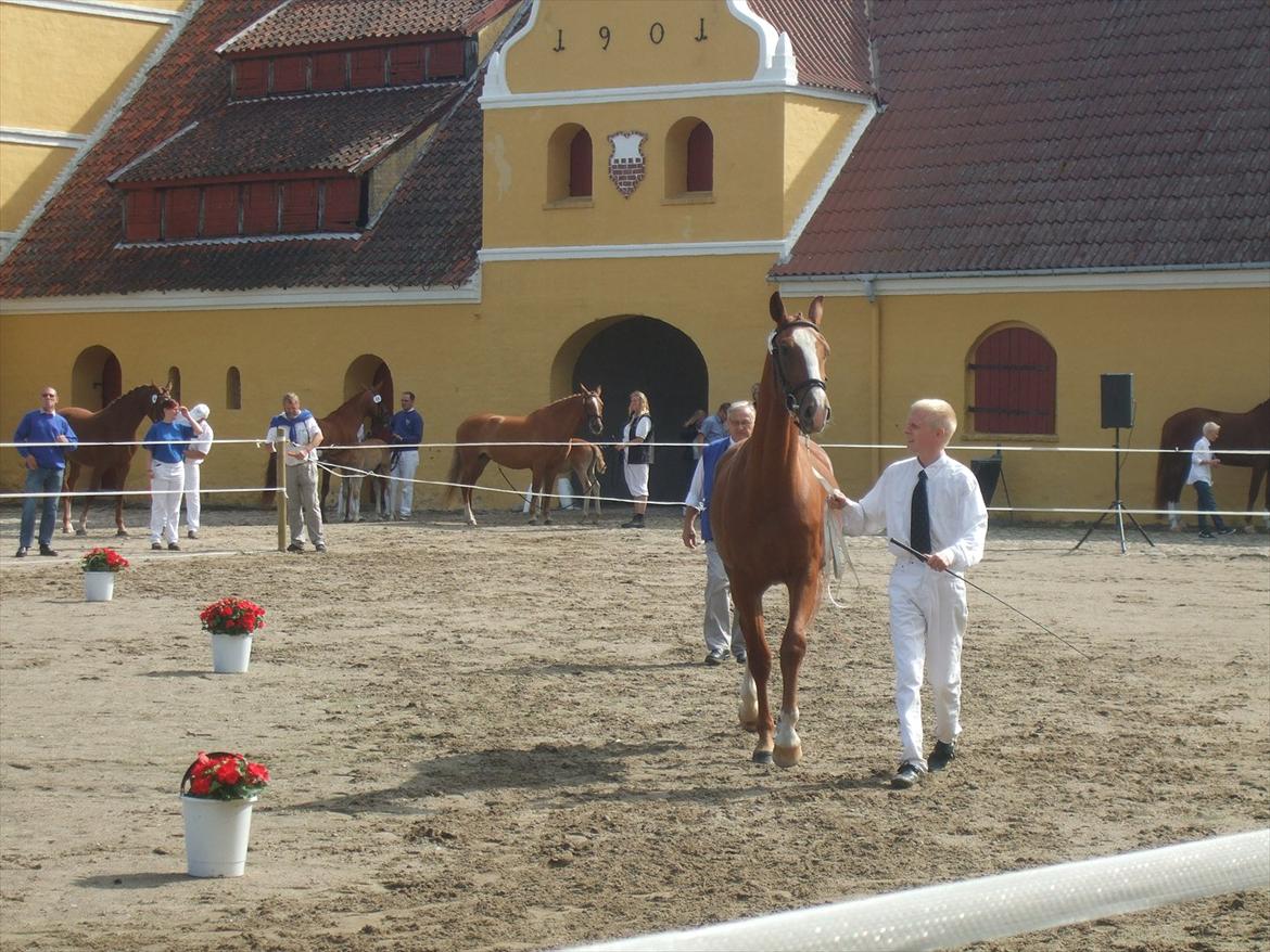 Brahetrolleborg hesteskue 2011 - 7: Celia Hegnsbo, 2 år, frederiksborg hoppe billede 49