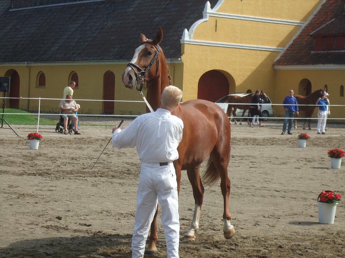 Brahetrolleborg hesteskue 2011 - 7: Celia Hegnsbo, 2 år, frederiksborg hoppe billede 50