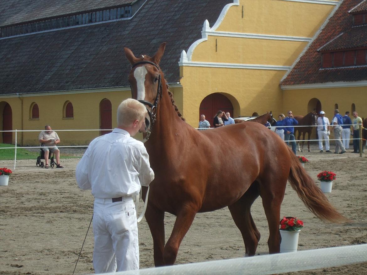 Brahetrolleborg hesteskue 2011 - 7: Celia Hegnsbo, 2 år, frederiksborg hoppe billede 51