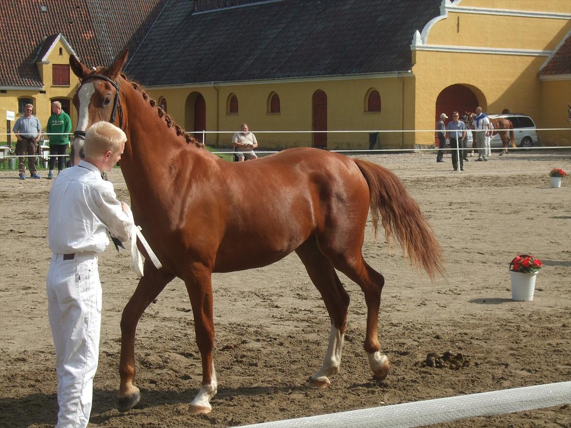Brahetrolleborg hesteskue 2011 - 7: Celia Hegnsbo, 2 år, frederiksborg hoppe billede 52