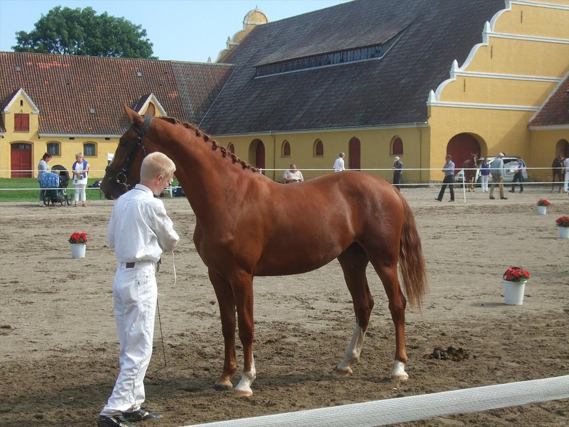 Brahetrolleborg hesteskue 2011 - 7: Celia Hegnsbo, 2 år, frederiksborg hoppe billede 53