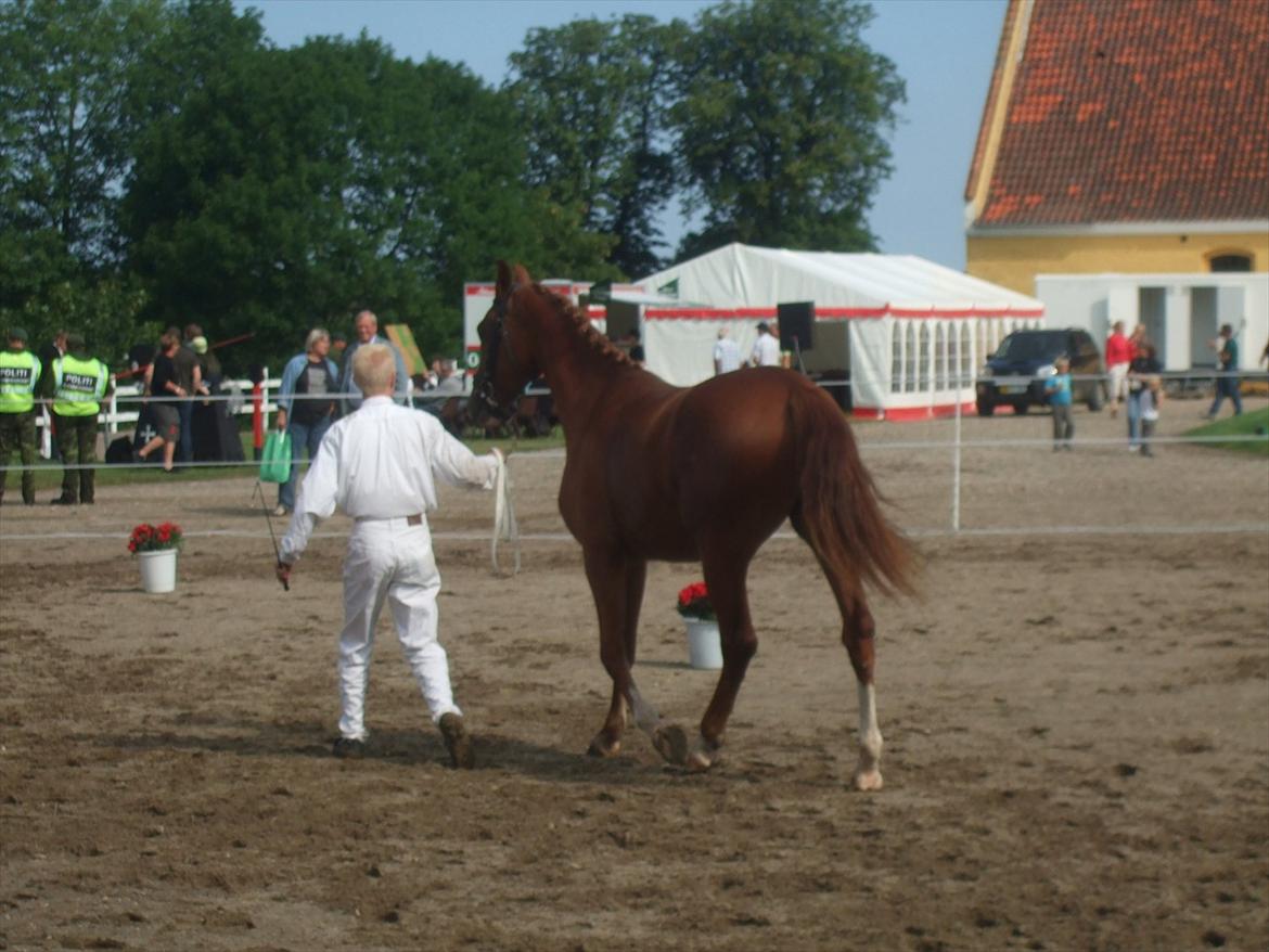 Brahetrolleborg hesteskue 2011 - 7: Celia Hegnsbo, 2 år, frederiksborg hoppe billede 54