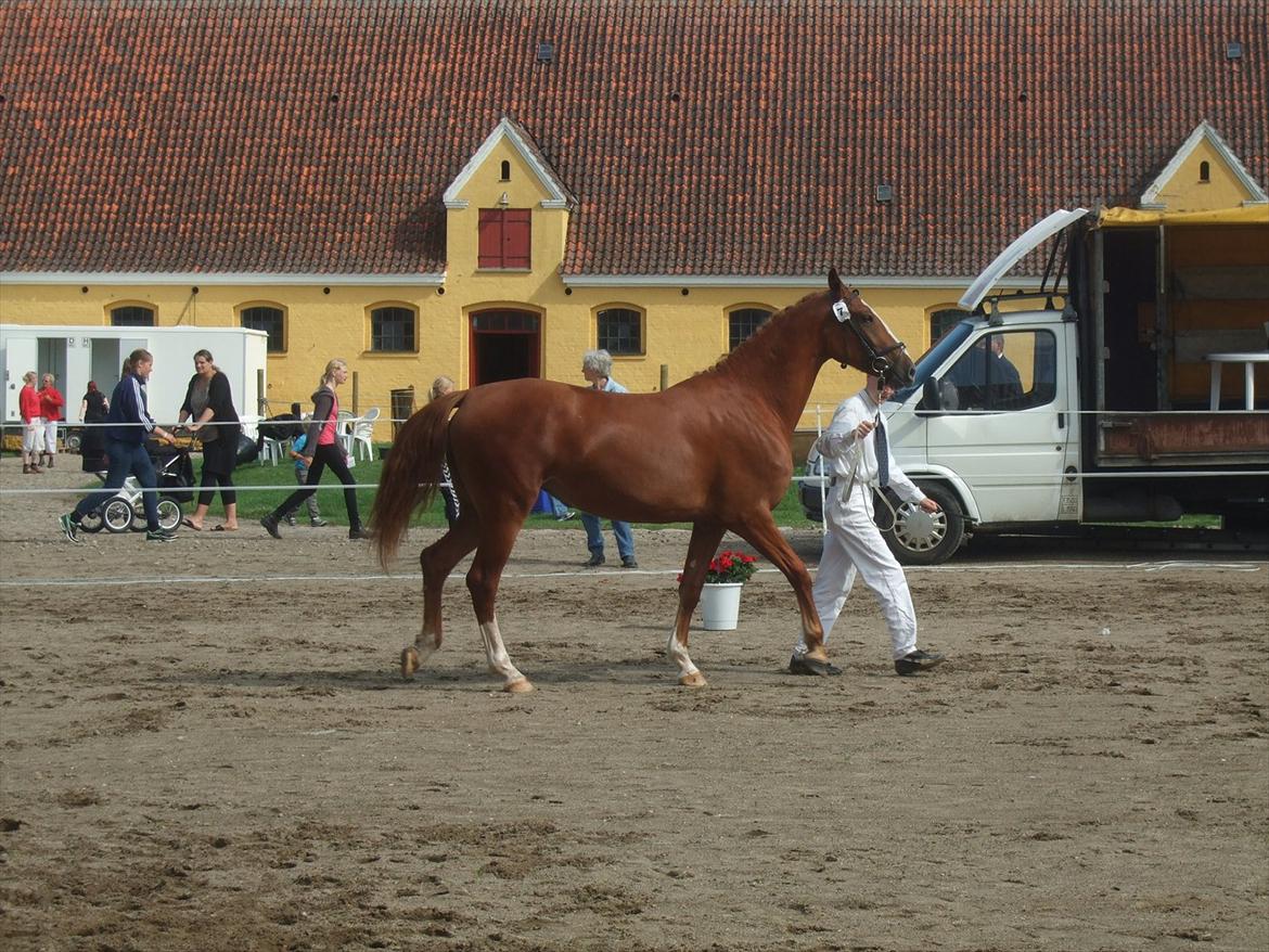 Brahetrolleborg hesteskue 2011 - 7: Celia Hegnsbo, 2 år, frederiksborg hoppe billede 55