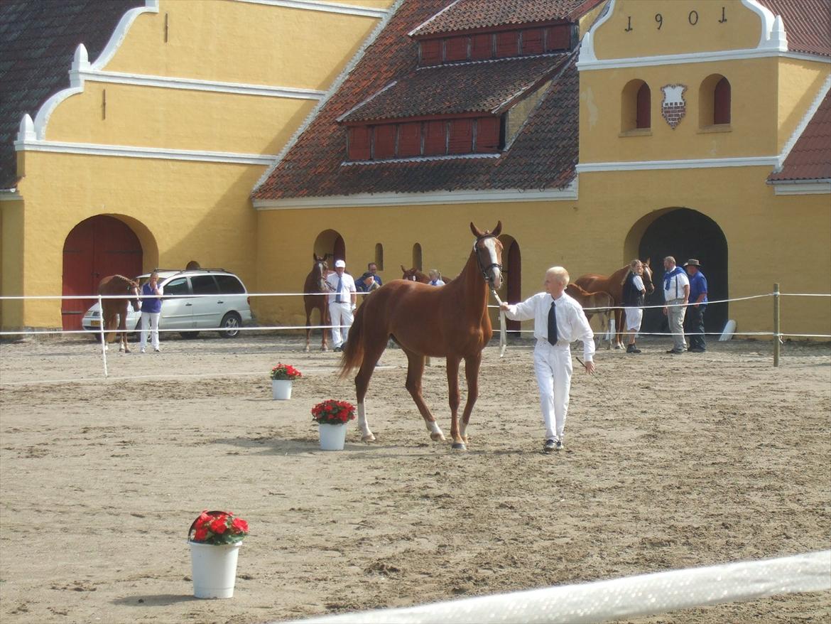 Brahetrolleborg hesteskue 2011 - 7: Celia Hegnsbo, 2 år, frederiksborg hoppe billede 56
