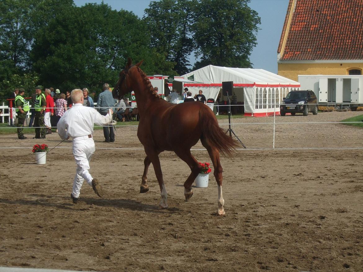 Brahetrolleborg hesteskue 2011 - 7: Celia Hegnsbo, 2 år, frederiksborg hoppe billede 57