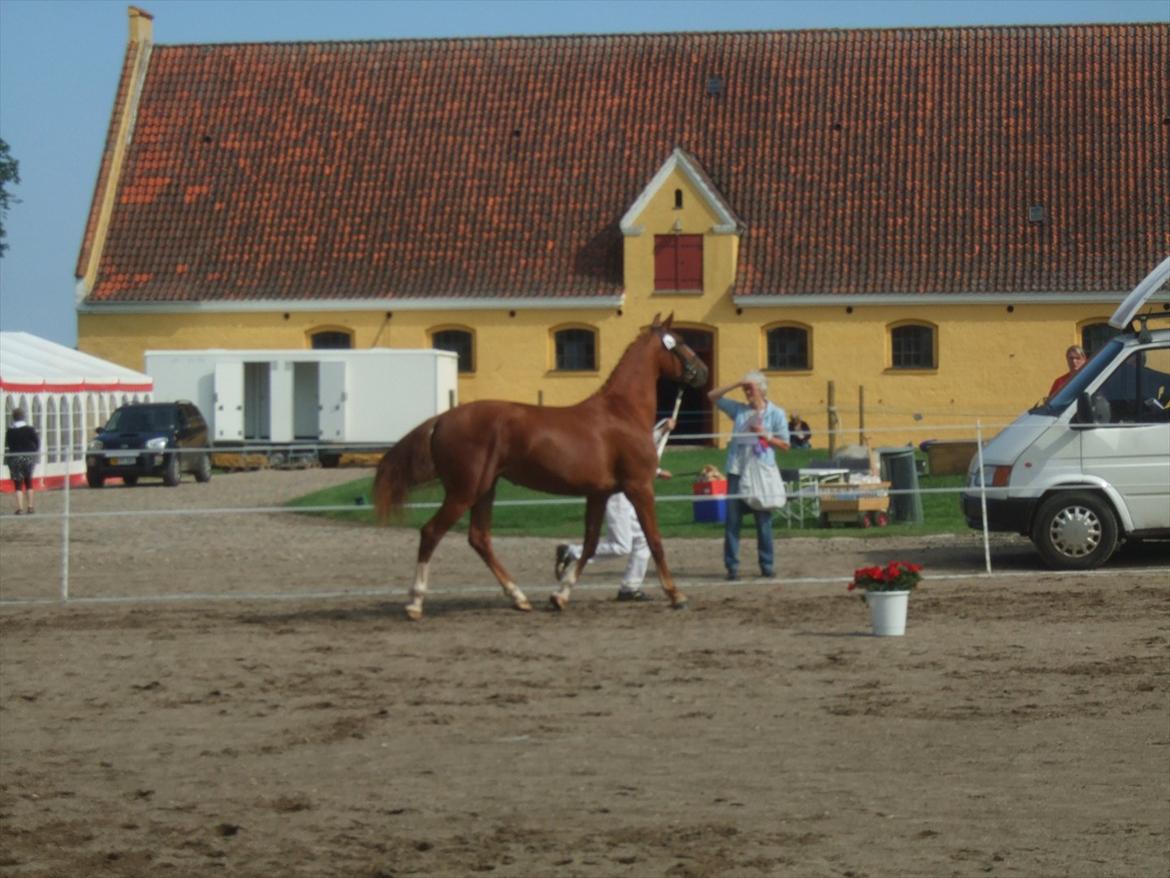 Brahetrolleborg hesteskue 2011 - 7: Celia Hegnsbo, 2 år, frederiksborg hoppe billede 58