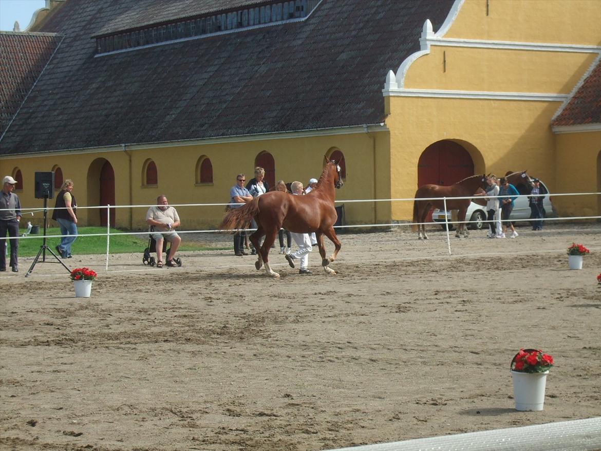 Brahetrolleborg hesteskue 2011 - 7: Celia Hegnsbo, 2 år, frederiksborg hoppe billede 59
