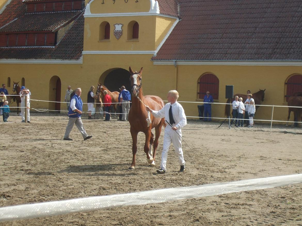 Brahetrolleborg hesteskue 2011 - 7: Celia Hegnsbo, 2 år, frederiksborg hoppe billede 60