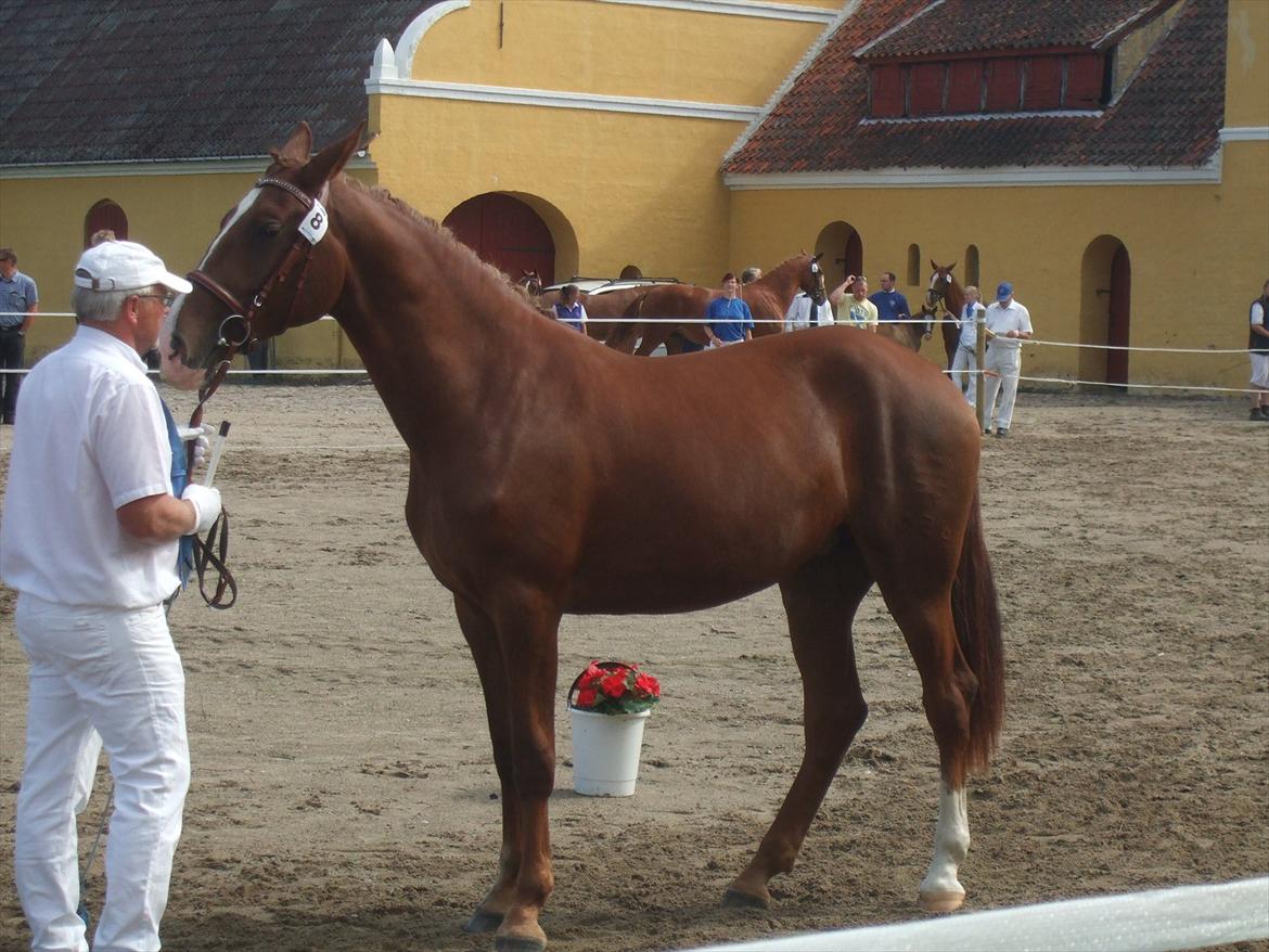 Brahetrolleborg hesteskue 2011 - 8: Skovgaards Nobél, 2 år, frederiksborg hoppe billede 61