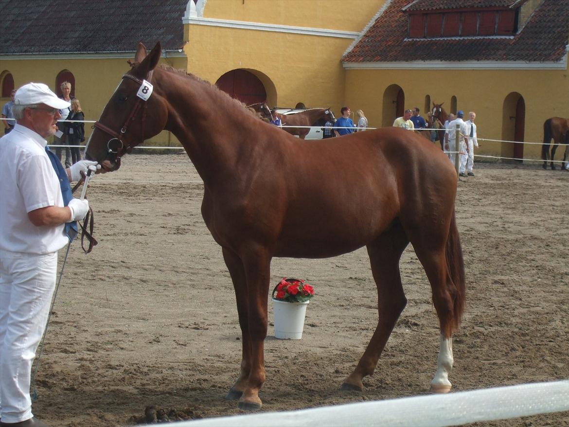 Brahetrolleborg hesteskue 2011 - 8: Skovgaards Nobél, 2 år, frederiksborg hoppe billede 62