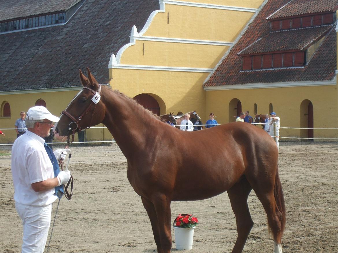 Brahetrolleborg hesteskue 2011 - 8: Skovgaards Nobél, 2 år, frederiksborg hoppe billede 63