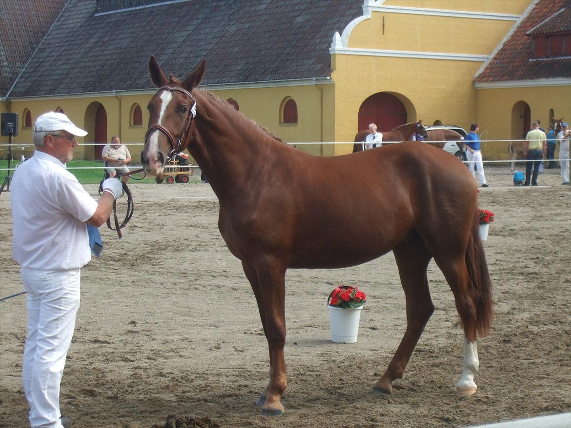 Brahetrolleborg hesteskue 2011 - 8: Skovgaards Nobél, 2 år, frederiksborg hoppe billede 64