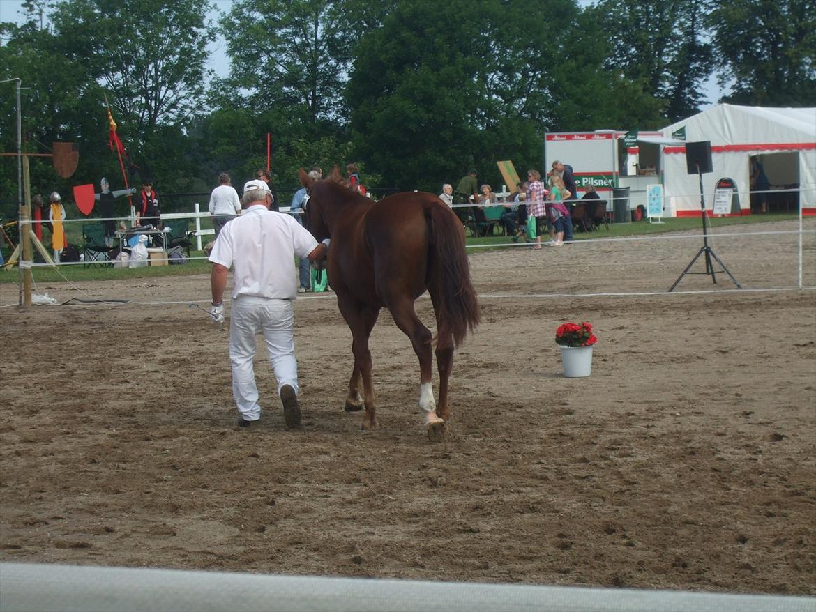 Brahetrolleborg hesteskue 2011 - 8: Skovgaards Nobél, 2 år, frederiksborg hoppe billede 65
