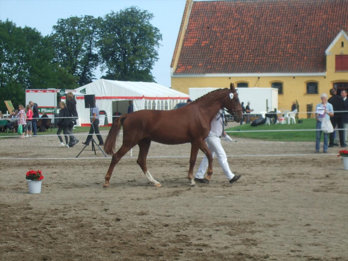 Brahetrolleborg hesteskue 2011 - 8: Skovgaards Nobél, 2 år, frederiksborg hoppe billede 66