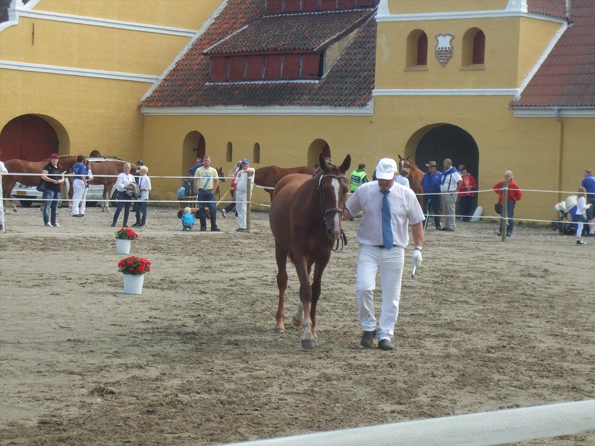 Brahetrolleborg hesteskue 2011 - 8: Skovgaards Nobél, 2 år, frederiksborg hoppe billede 67